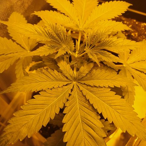 Royal Medic growlog timeline photo