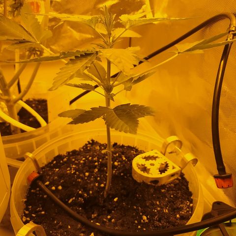 Quick One growlog timeline photo