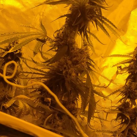 Northern Light Automatic growlog timeline photo