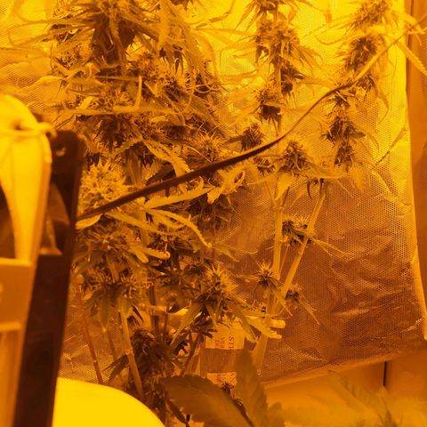 Northern Light Automatic growlog timeline photo