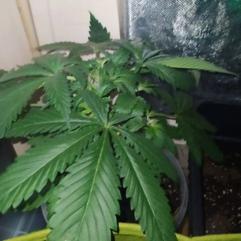 Royal Medic growlog timeline photo