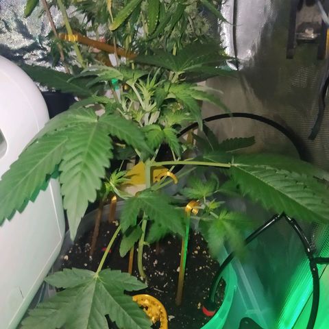 Quick One growlog timeline photo