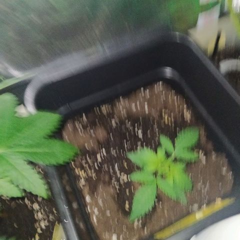Special Kush #1 RQS growlog timeline photo