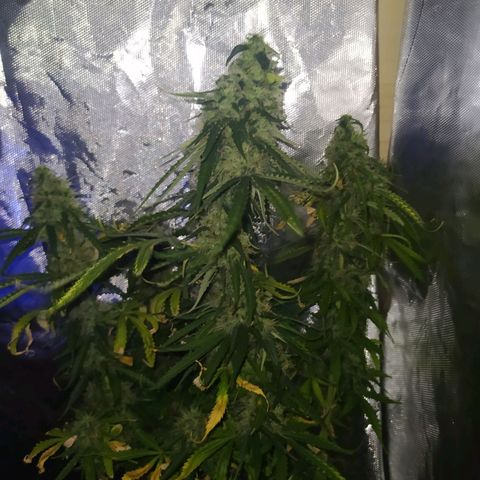 Northern Light Automatic growlog timeline photo