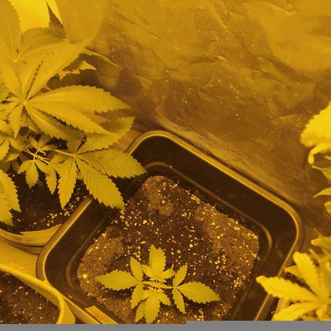 Special Kush #1 RQS growlog timeline photo