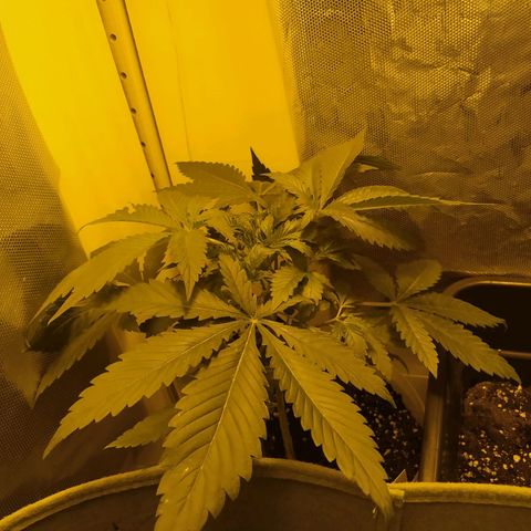 Royal Medic growlog timeline photo