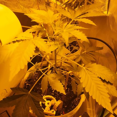Quick One growlog timeline photo