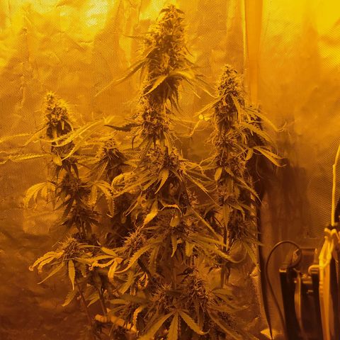 Northern Light Automatic growlog timeline photo