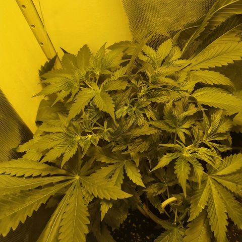 Royal Medic growlog timeline photo