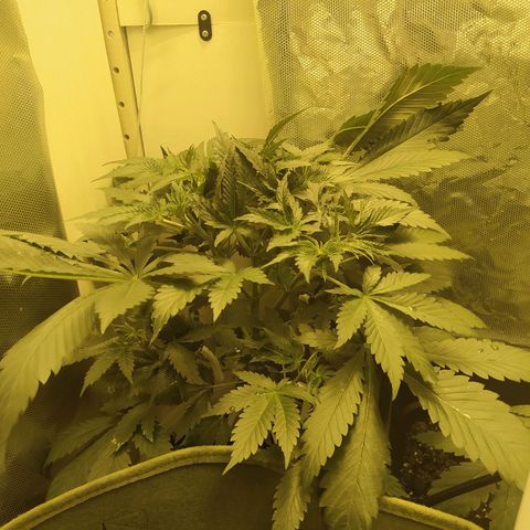 Royal Medic growlog timeline photo