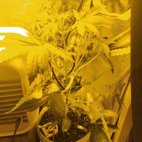 Quick One growlog timeline photo