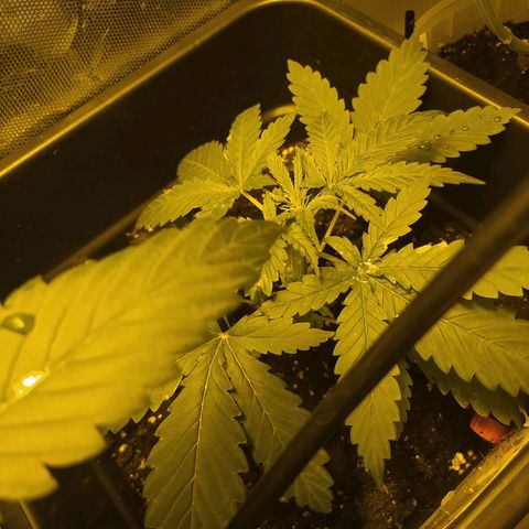 Special Kush #1 RQS growlog timeline photo