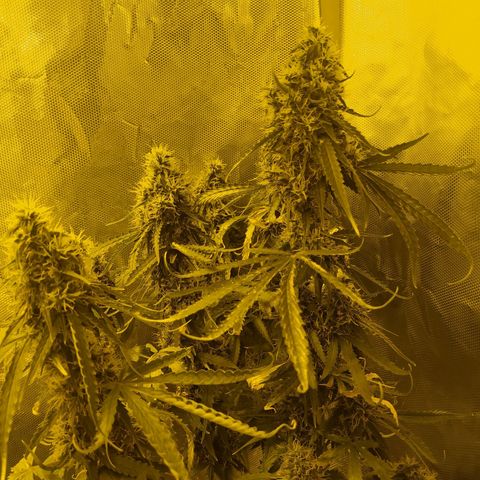 Northern Light Automatic growlog timeline photo