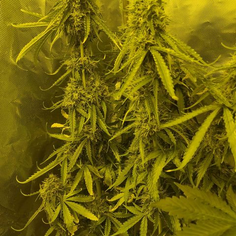 Northern Light Automatic growlog timeline photo