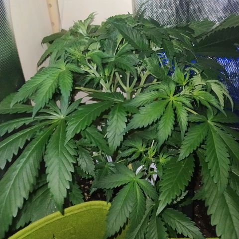 Royal Medic growlog timeline photo