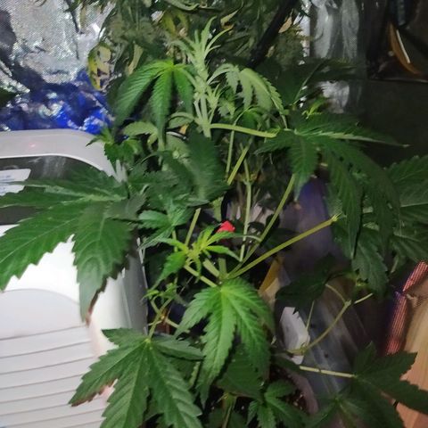 Quick One growlog timeline photo