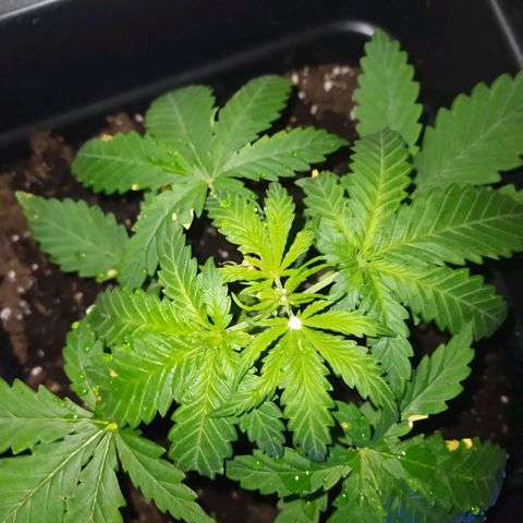 Special Kush #1 RQS growlog timeline photo