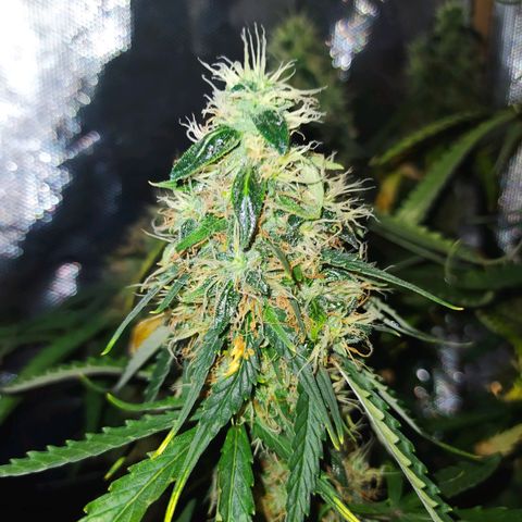 Northern Light Automatic growlog timeline photo