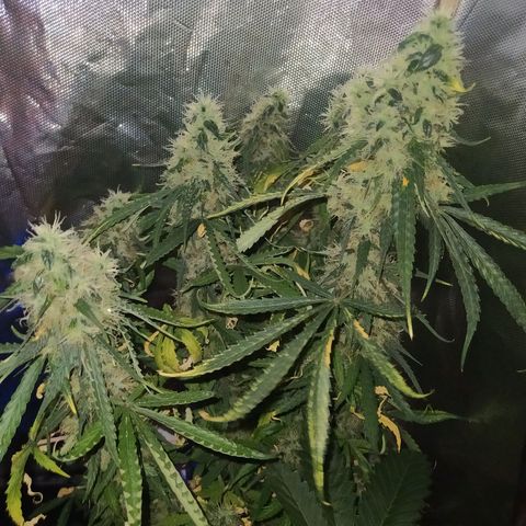Northern Light Automatic growlog timeline photo