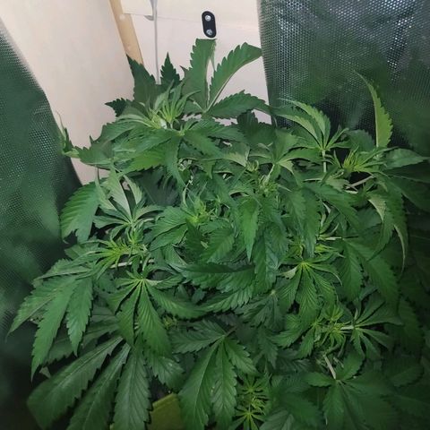 Royal Medic growlog timeline photo