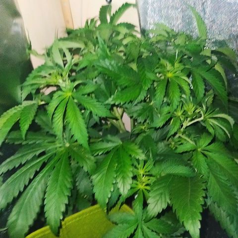 Royal Medic growlog timeline photo