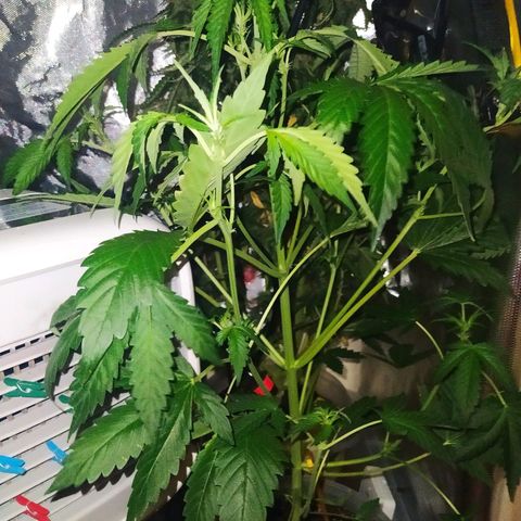 Quick One growlog timeline photo