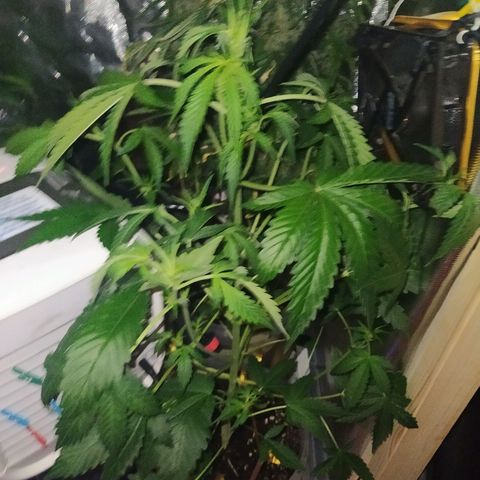Quick One growlog timeline photo