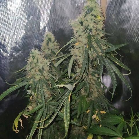 Northern Light Automatic growlog timeline photo