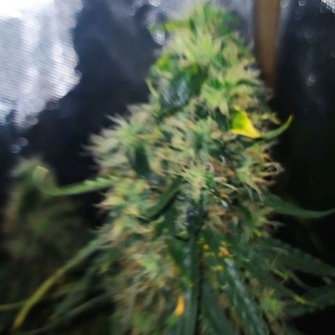 Northern Light Automatic growlog timeline photo