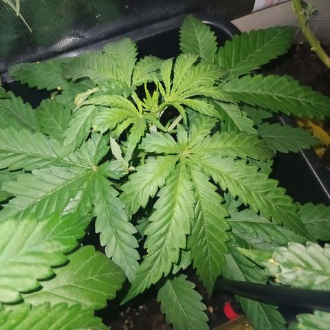 Special Kush #1 RQS growlog timeline photo