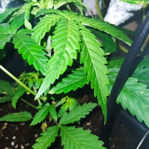 Special Kush #1 RQS growlog timeline photo