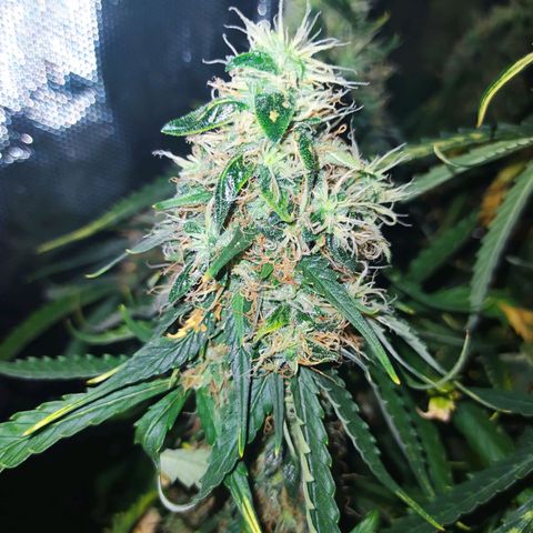 Northern Light Automatic growlog timeline photo