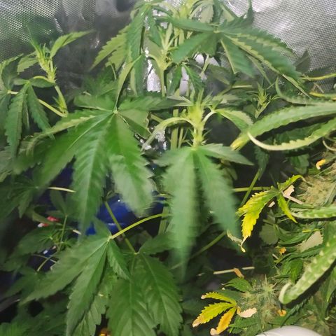 Quick One growlog timeline photo