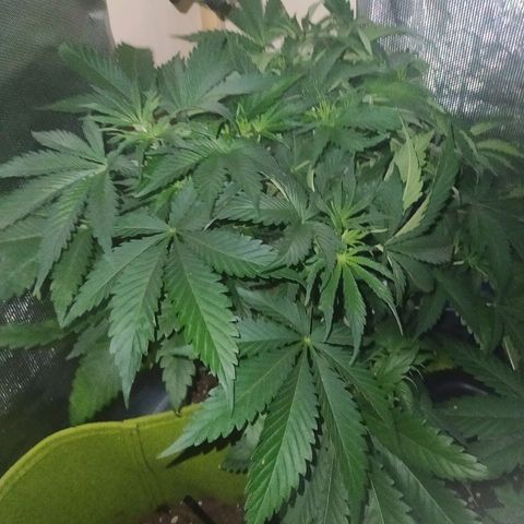 Royal Medic growlog timeline photo