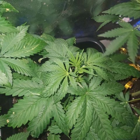 Special Kush #1 RQS growlog timeline photo