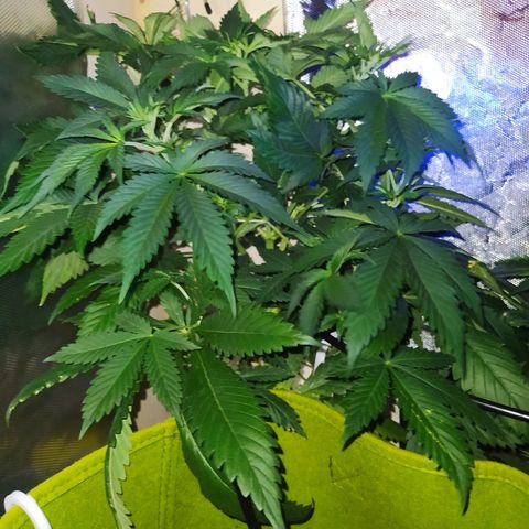 Royal Medic growlog timeline photo