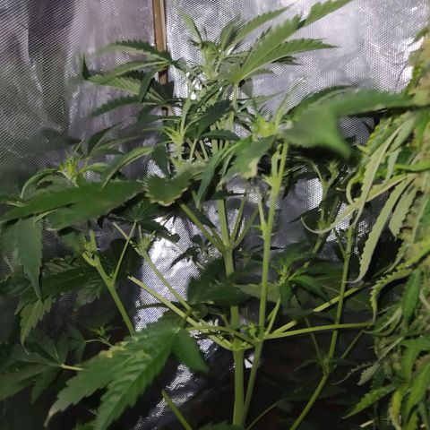 Quick One growlog timeline photo