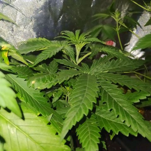 Special Kush #1 RQS growlog timeline photo