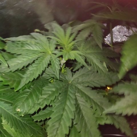 Special Kush #1 RQS growlog timeline photo