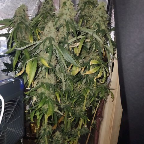 Northern Light Automatic growlog timeline photo