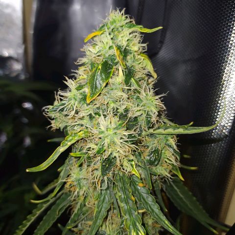 Northern Light Automatic growlog timeline photo