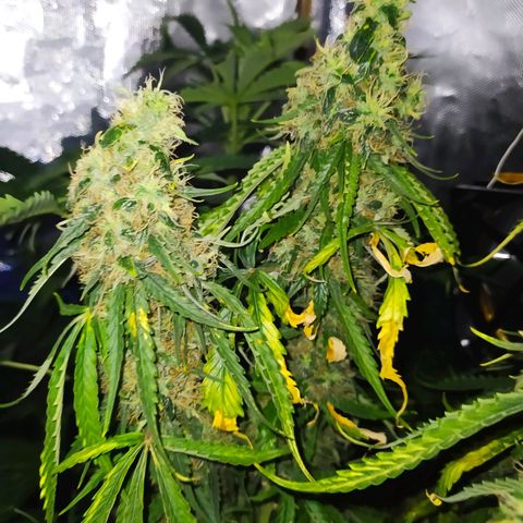 Northern Light Automatic growlog timeline photo