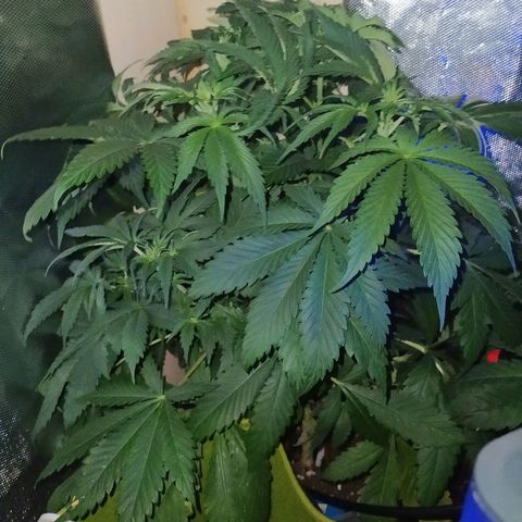 Royal Medic growlog timeline photo