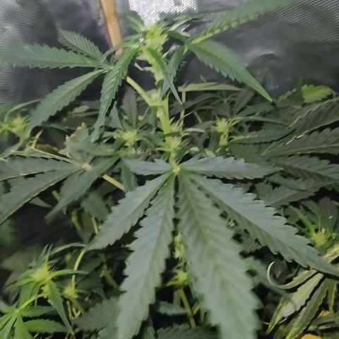 Quick One growlog timeline photo