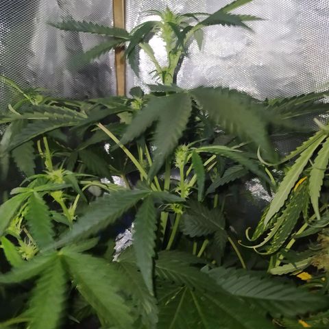 Quick One growlog timeline photo