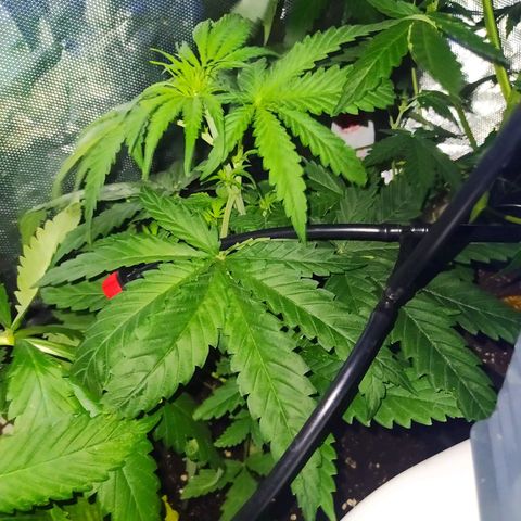 Special Kush #1 RQS growlog timeline photo