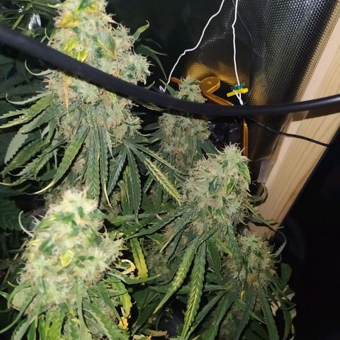 Northern Light Automatic growlog timeline photo