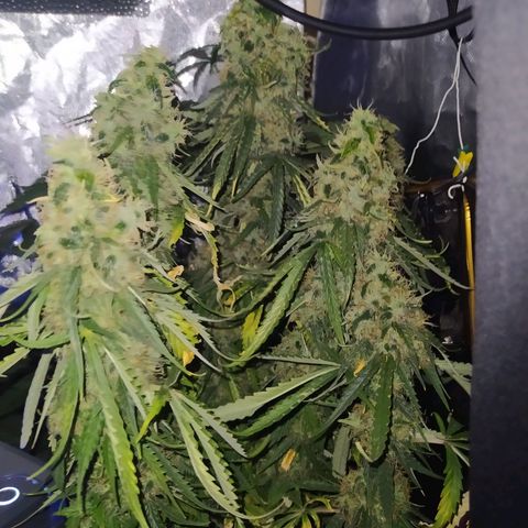 Northern Light Automatic growlog timeline photo