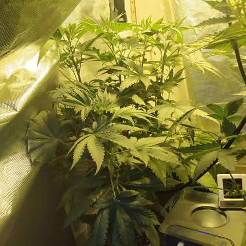 Royal Medic growlog timeline photo