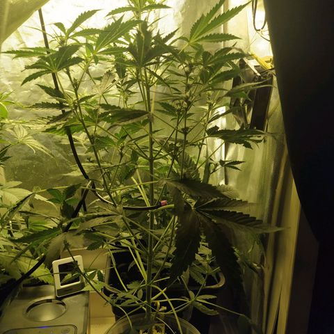Quick One growlog timeline photo